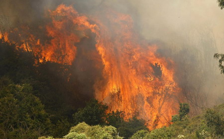 Forest fire in Chile burns thousands of acres of land