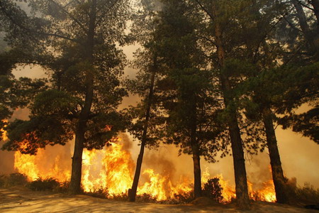 Forest fire in Chile burns thousands of acres of land