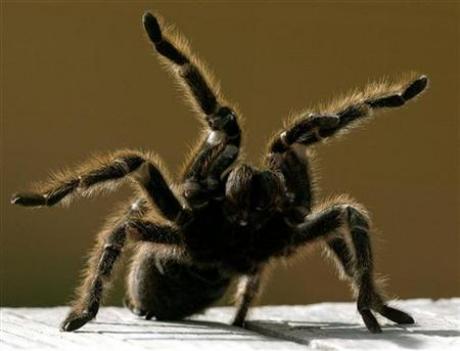 Got a pet tarantula? Better protect your eyes