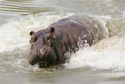 Country's only hippo escapes zoo during floods