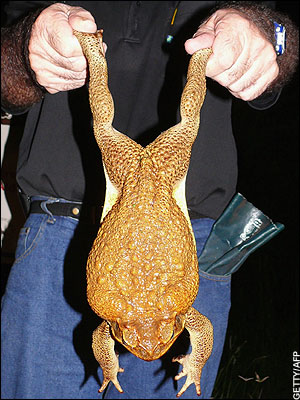 Aussie solution to pesky toads: Export to China?