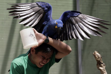 In Philippines, new hope for endangered birds