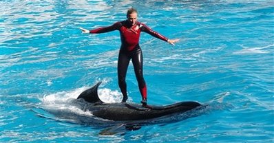Whale kills trainer as horrified spectators watch