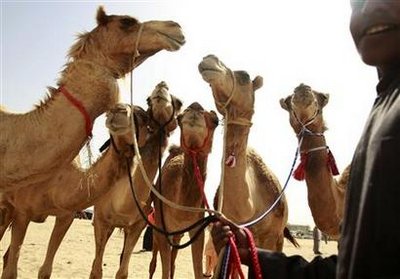 Tribes show best camels at beauty pageant