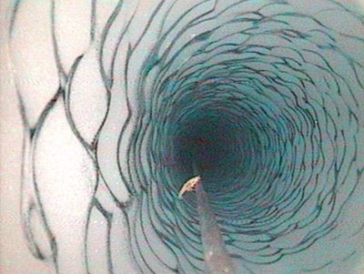 Scientists go 'gaga' to find creatures beneath 600 feet of ice