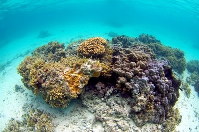 Demise of coral, salamander show impact of Web