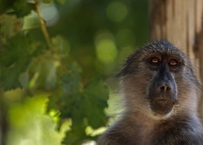 Baboons gobble grapes in South African vineyard