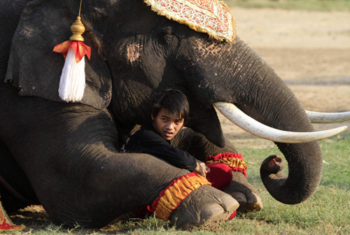 Elephants make polo supersized