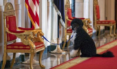 Obama 2009 income includes $1,600 pet dog