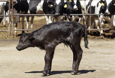 Fighting bull cloned for 1st time in Spain