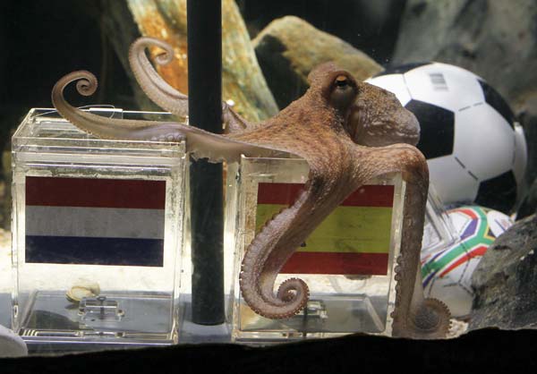Madrid zoo bids to buy Octopus Oracle from Germany