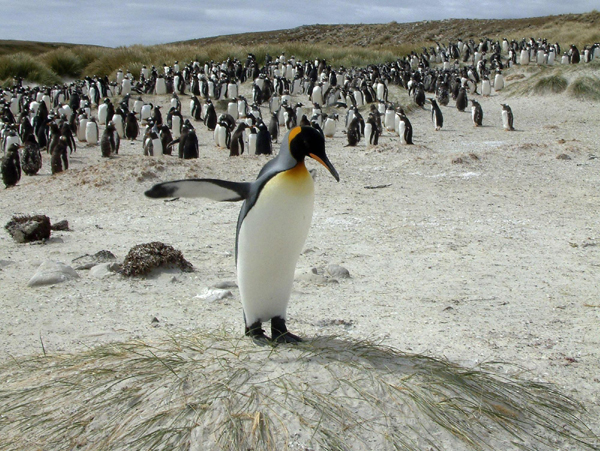 Hundreds of dead penguins dot Brazil's beaches