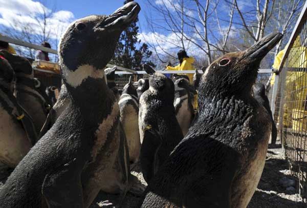 Oil-covered penguins rescued