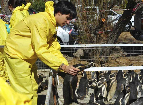 Oil-covered penguins rescued