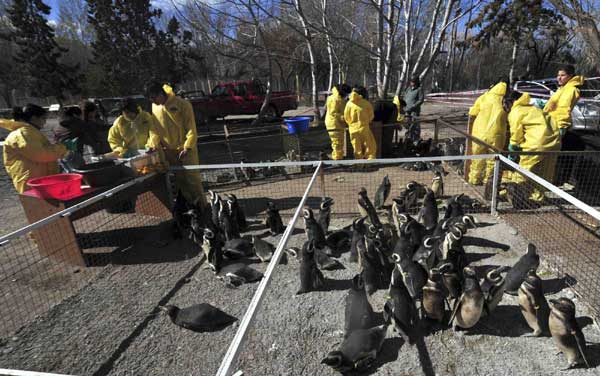 Oil-covered penguins rescued