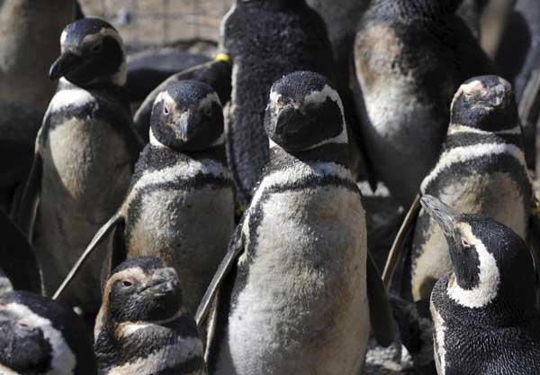 Oil-covered penguins rescued