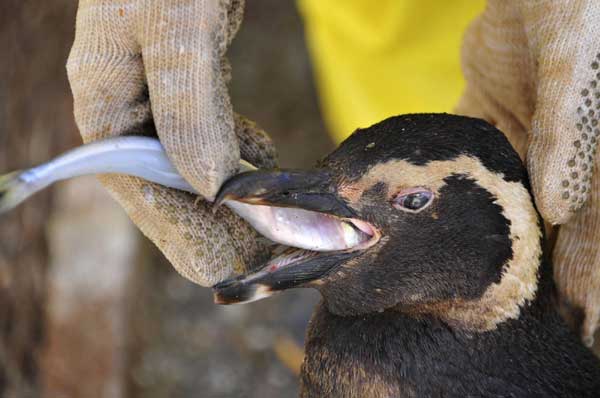 Oil-covered penguins rescued