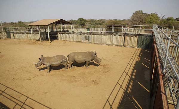 Greed for horns endangers white rhinos