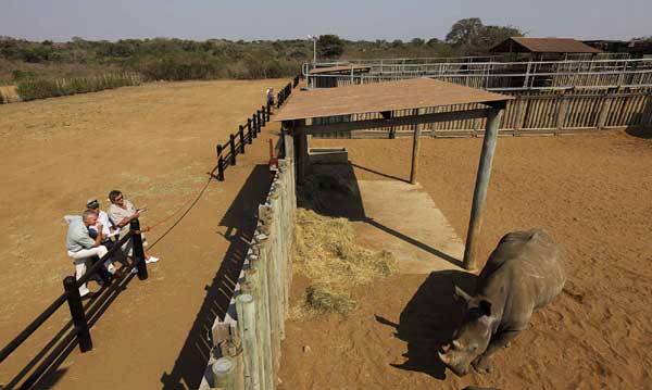 Greed for horns endangers white rhinos