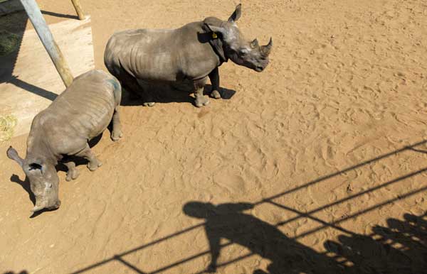 Greed for horns endangers white rhinos