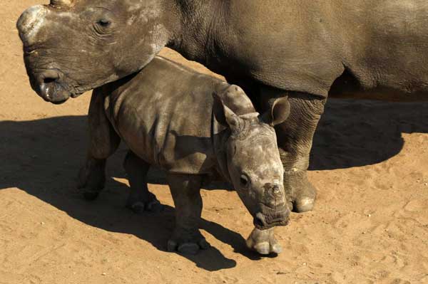 Greed for horns endangers white rhinos