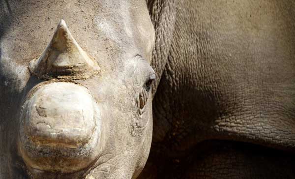 Greed for horns endangers white rhinos