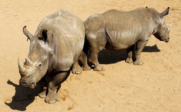 Greed for horns endangers white rhinos
