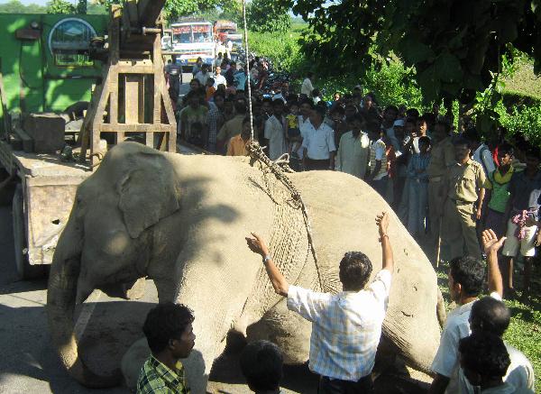 Speeding train kills 7 elephants in eastern India