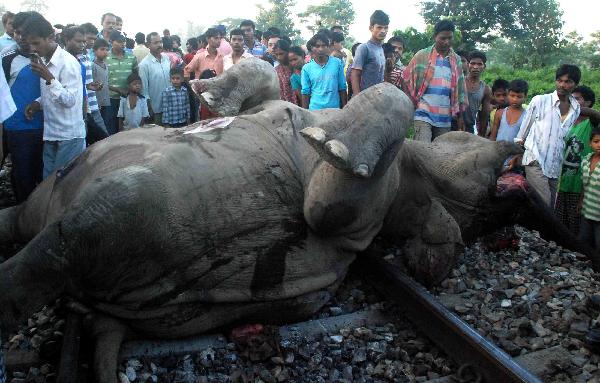 Speeding train kills 7 elephants in eastern India