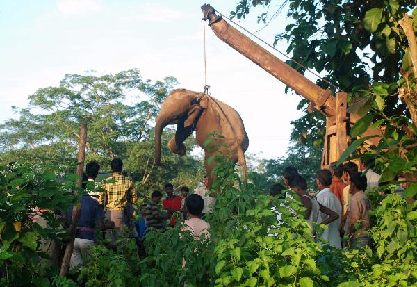 Speeding train kills 7 elephants in eastern India