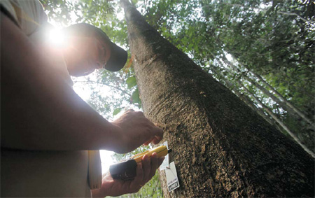 Brazil tracks Amazon trees with chips