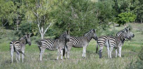 Safari adventure