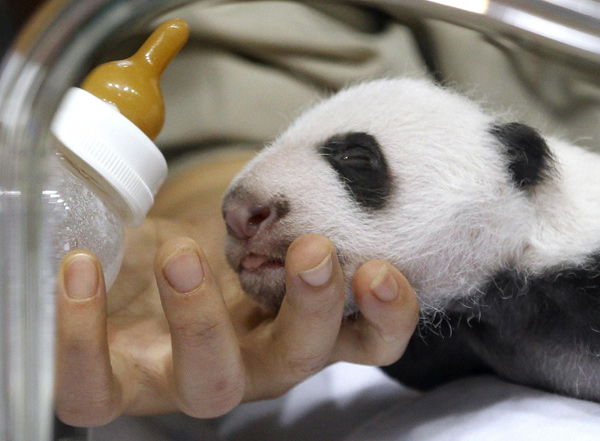 World needs urgent action to stop species loss