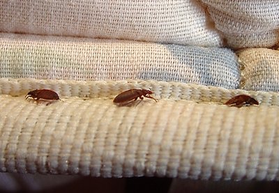 As bedbugs creep out NYC, tourists crawl away