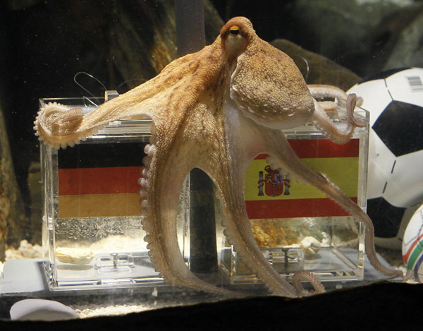 Paul, the WCup predicting octopus, dies at 2 1/2
