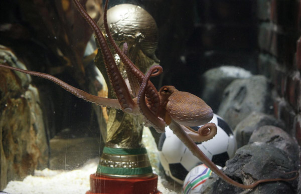 Paul, the WCup predicting octopus, dies at 2 1/2