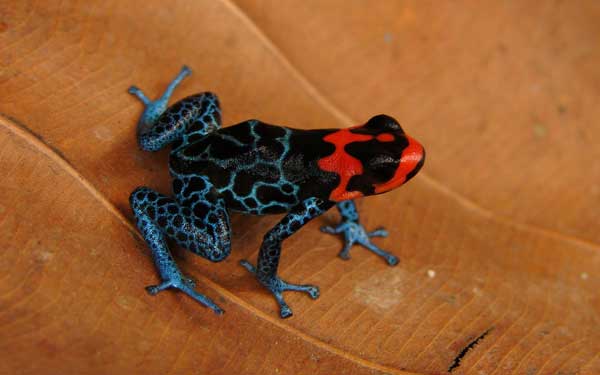 Unknown species found in Amazon