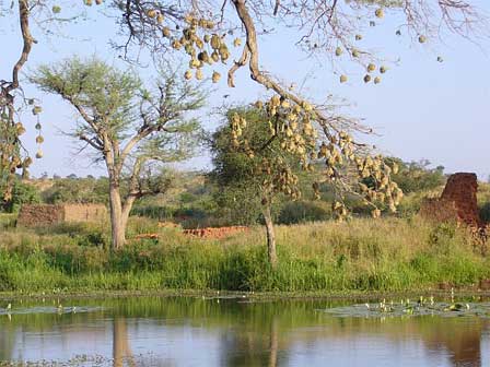 Dinder National Park