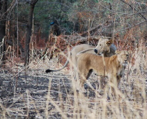 Dinder National Park