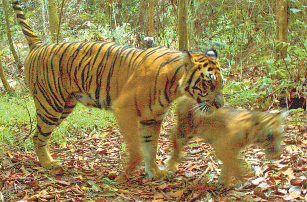 WWF takes images of rare Sumatran tigers
