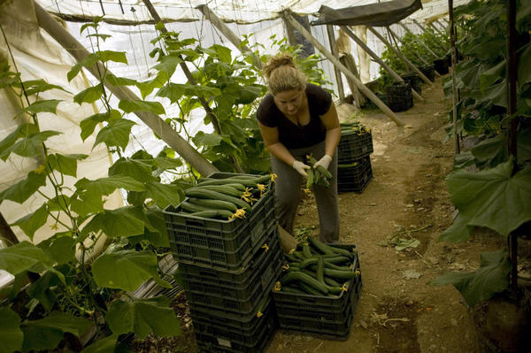 E. coli cucumber blame brings loss to Spanish agriculture