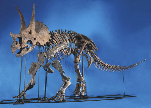 Fighting pair of dinosaur skeletons show Dallas auction 