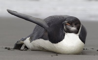 Stranded penguin moved to NZ zoo