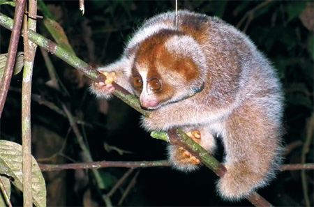 Scientists tag Borneo slow loris
