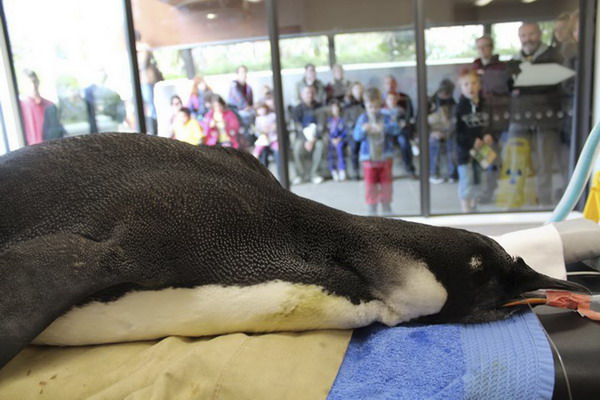 Wayward NZ penguin has 120,000 Web fans