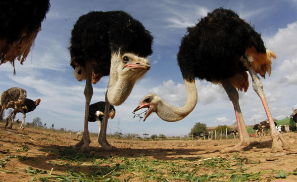 Take an ostrich ride in Spain