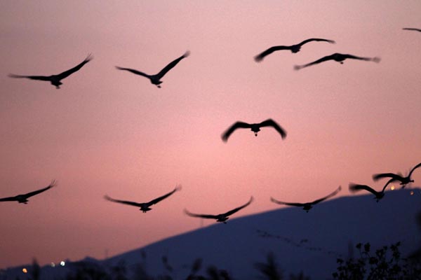Flying cranes