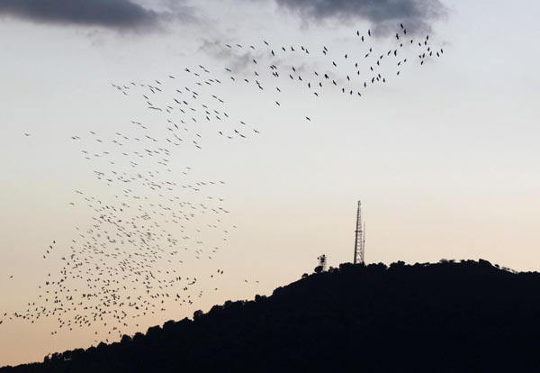 Flying cranes