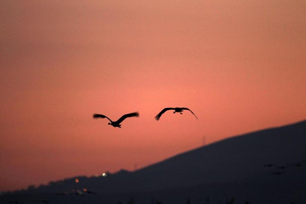 Flying cranes