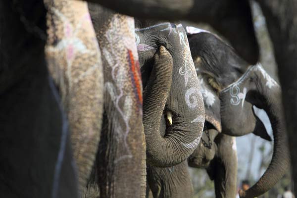 Elephant race kicks off in Nepal